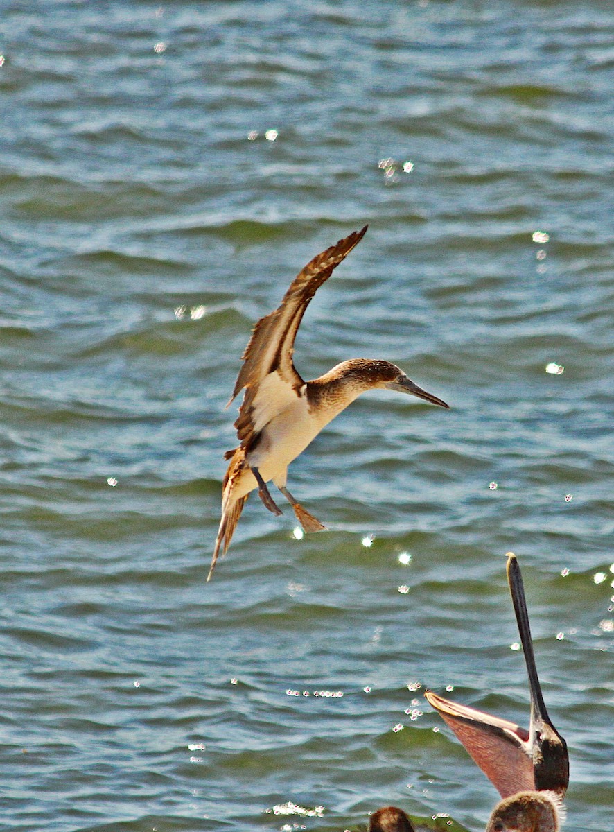 Blue-footed Booby - ML138241251