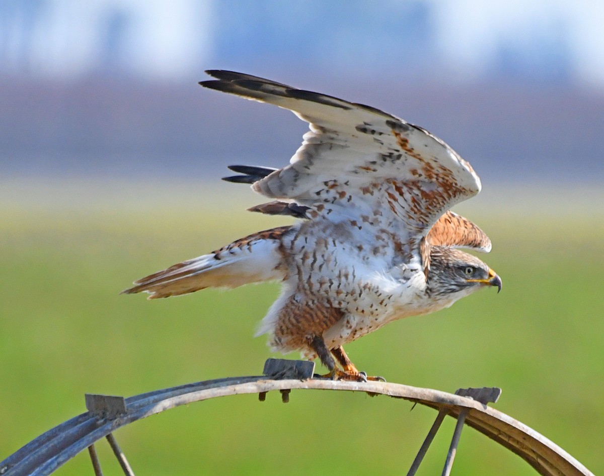 Ferruginous Hawk - ML138241831