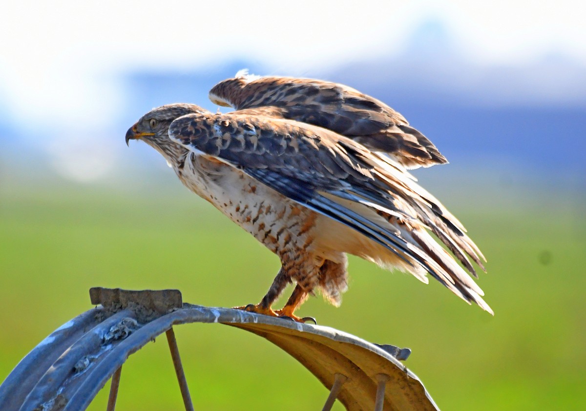 Ferruginous Hawk - ML138241871