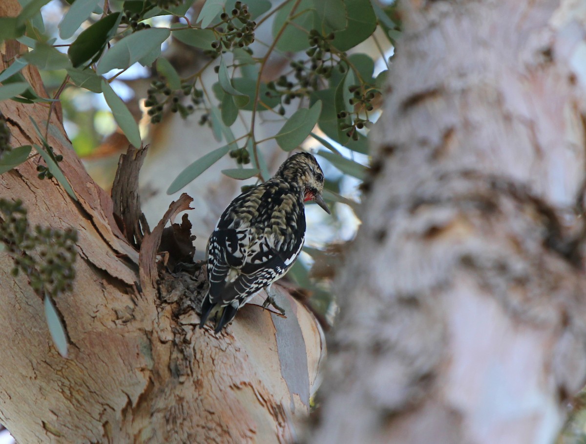 Yellow-bellied Sapsucker - ML138241901