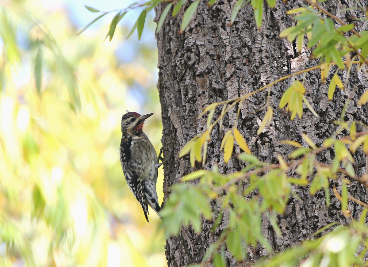 Yellow-bellied Sapsucker - ML138241931