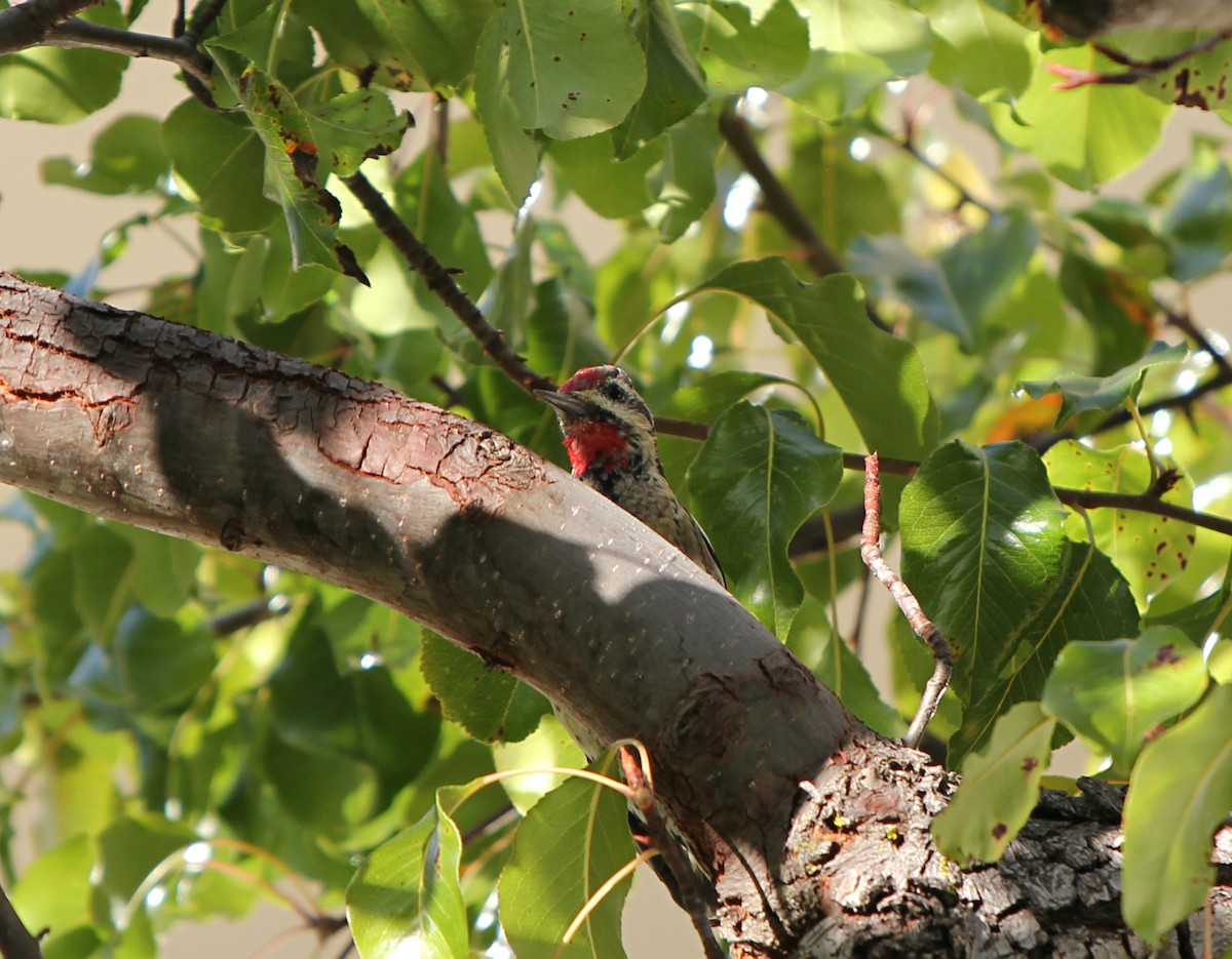 Yellow-bellied Sapsucker - ML138242051