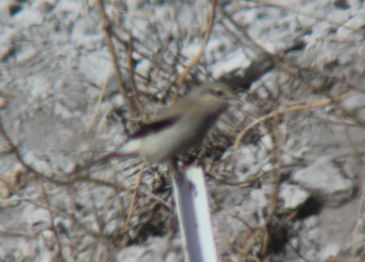 Northern Shrike - ML138242621