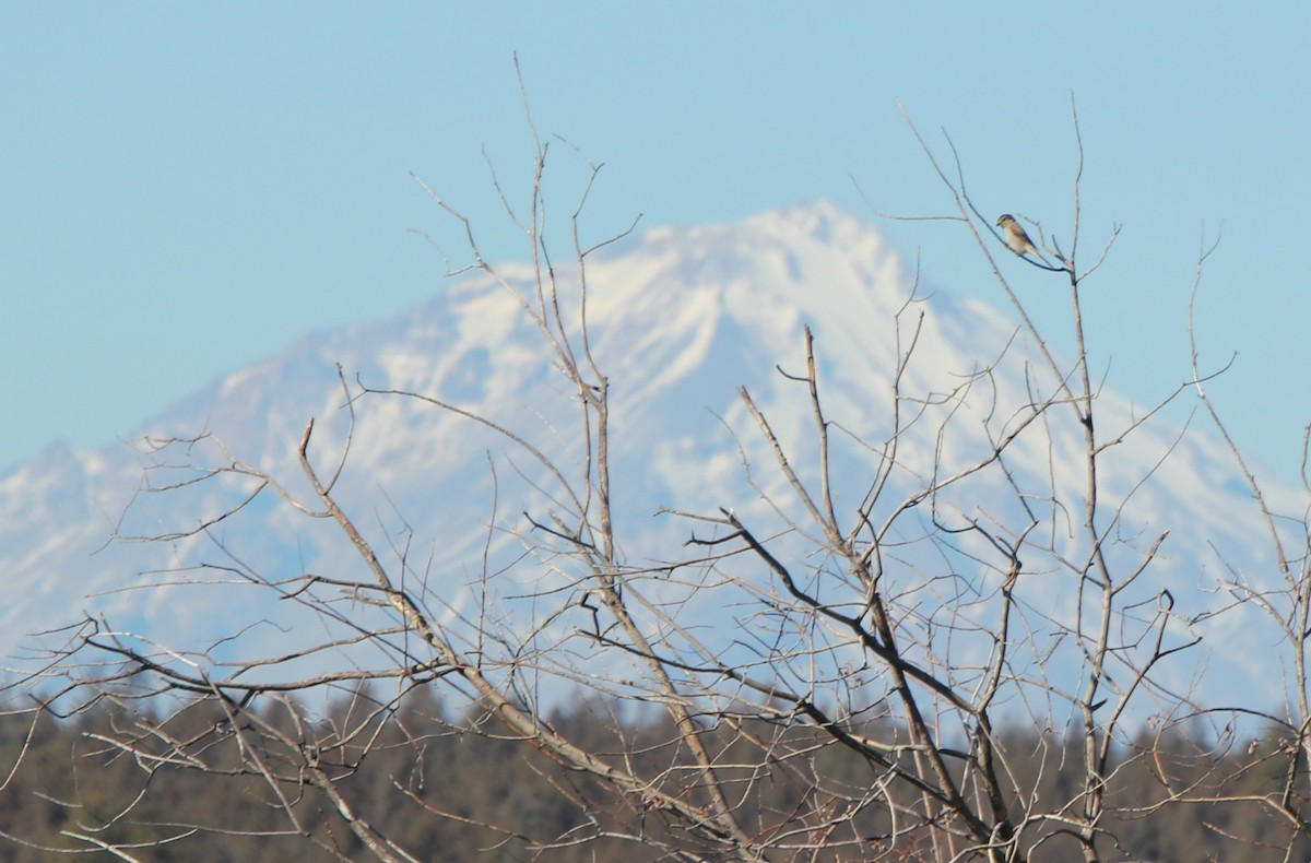 Northern Shrike - ML138242651