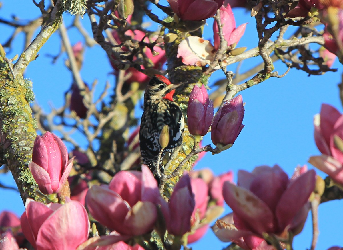 Yellow-bellied Sapsucker - ML138242861