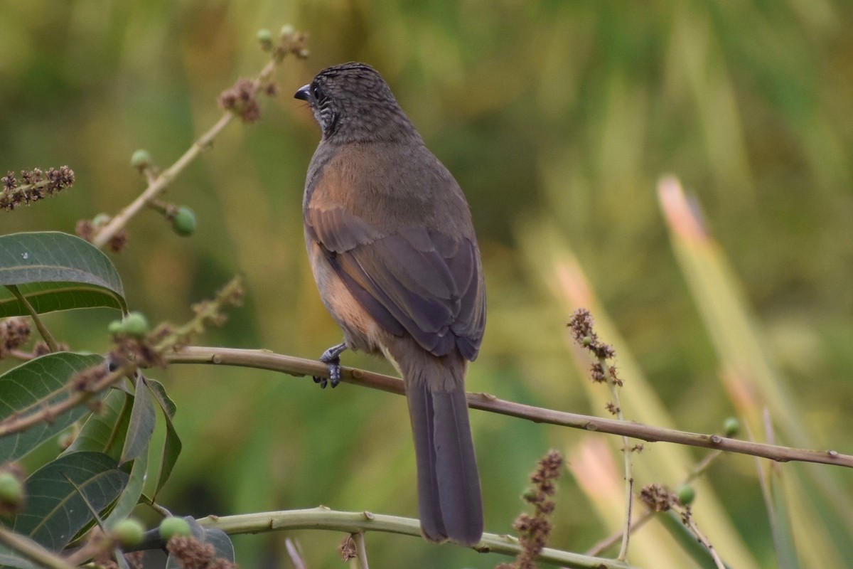 Streak-eared Bulbul - ML138243261