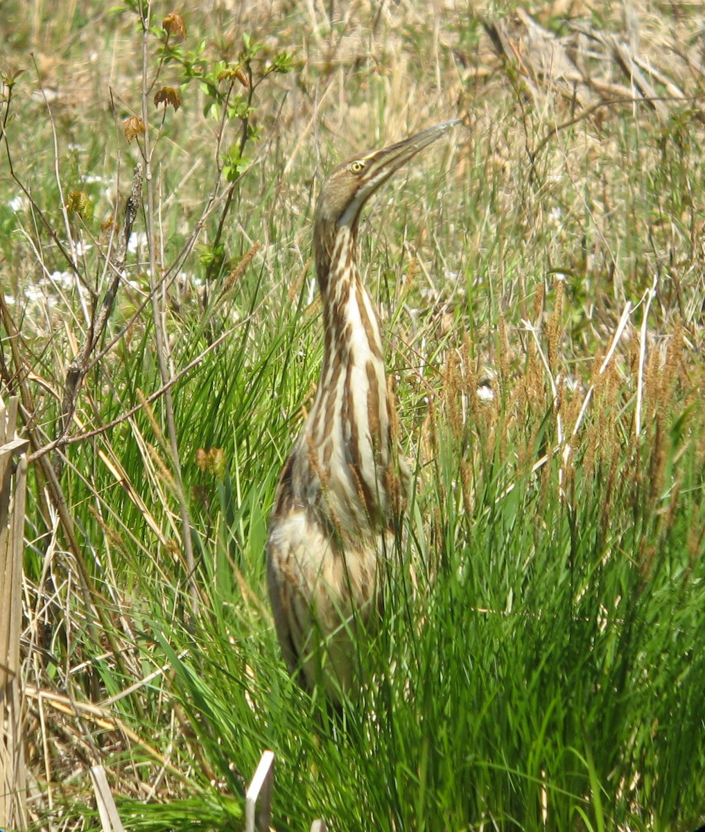 American Bittern - ML138245201