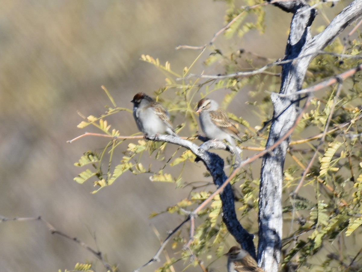Chipping Sparrow - ML138245771