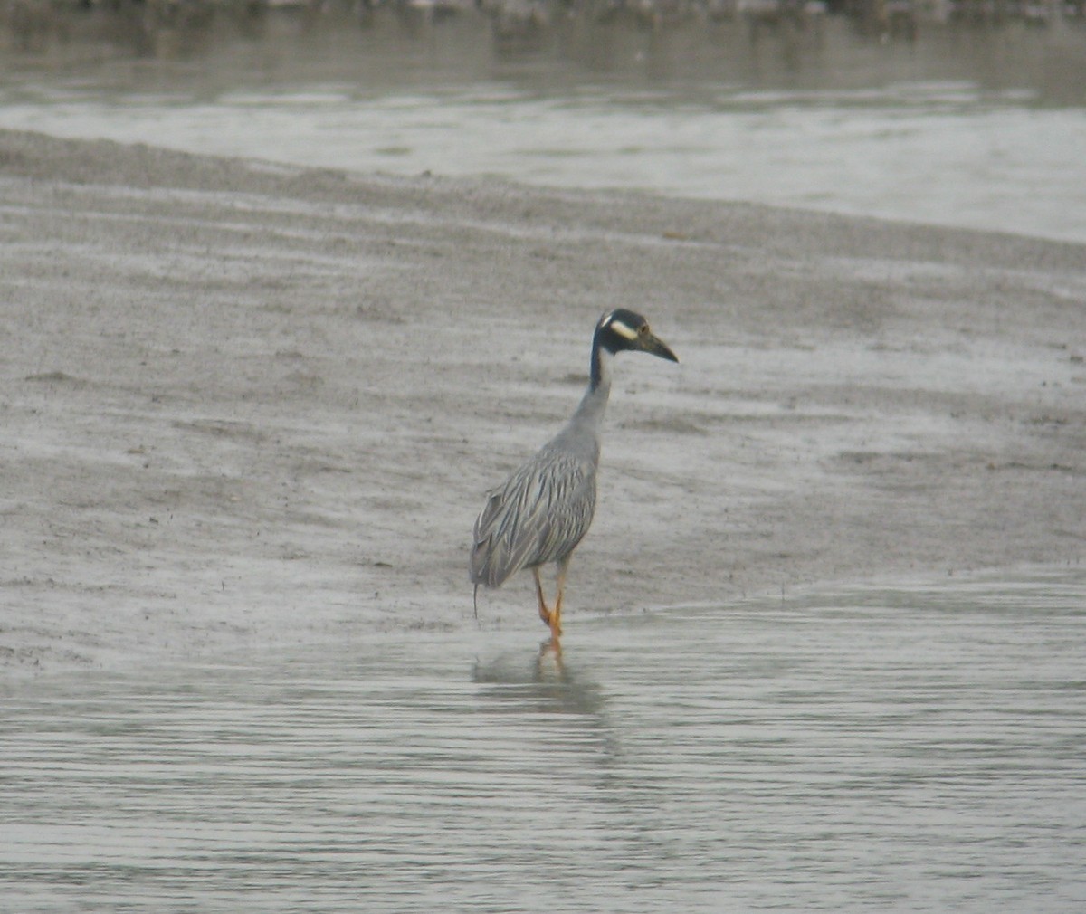 Yellow-crowned Night Heron - ML138247051