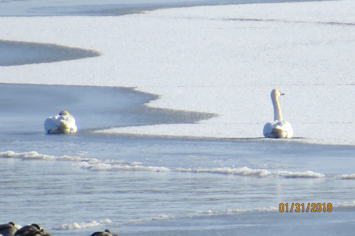 Tundra Swan - ML138247721