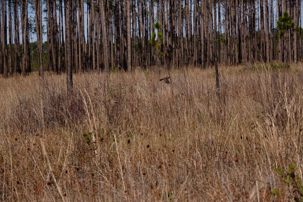 Swamp Sparrow - ML138247911
