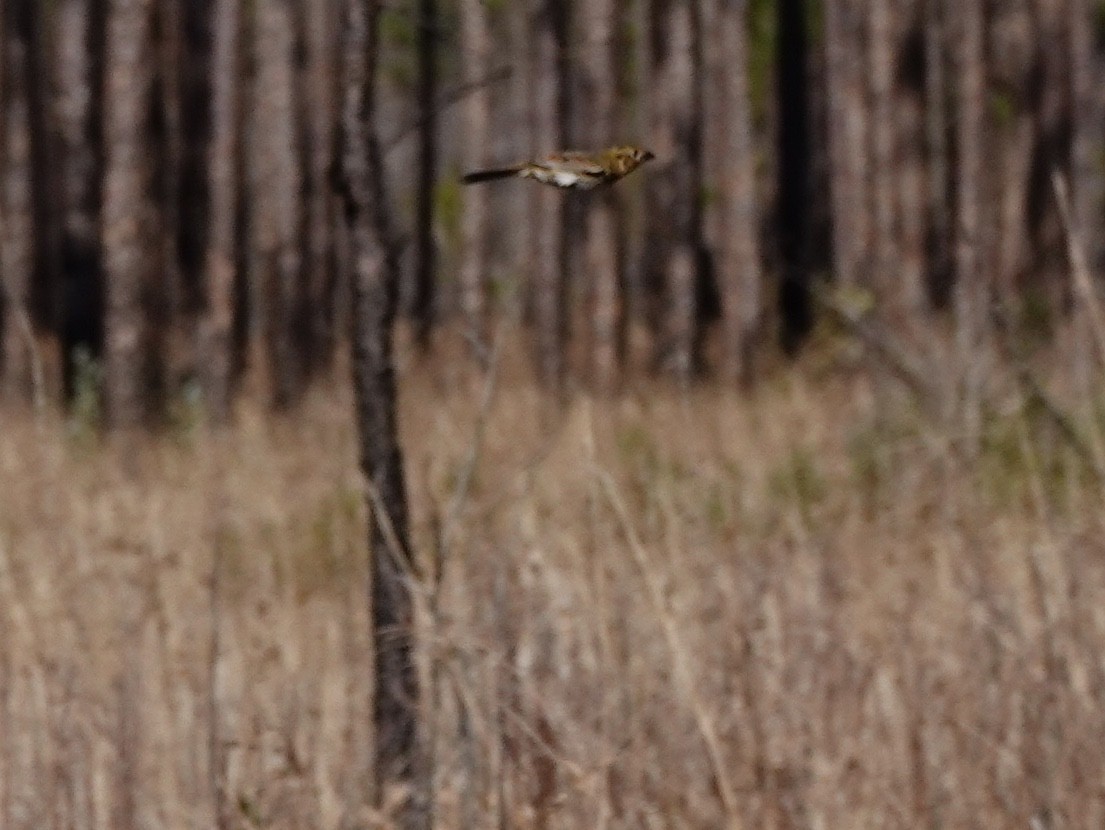 Henslow's Sparrow - ML138248151