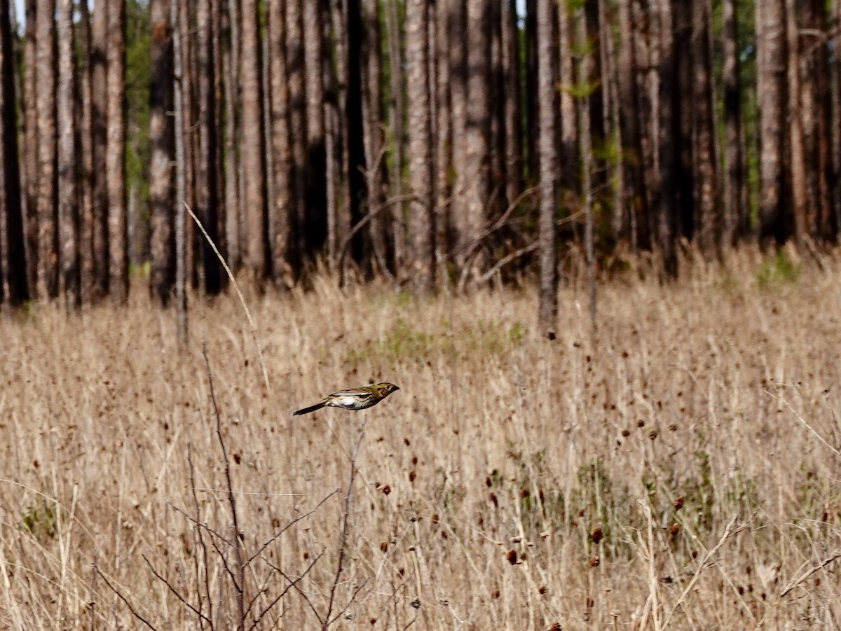 Henslow's Sparrow - ML138248161
