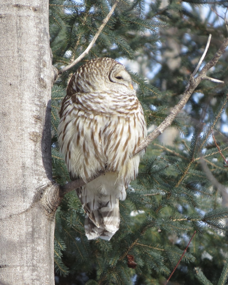 Barred Owl - ML138248961