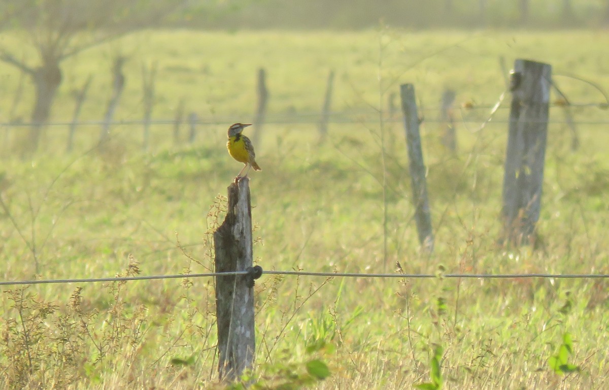 Eastern Meadowlark - ML138249191