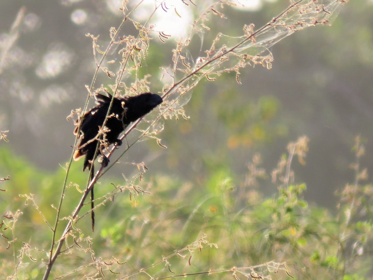 Smooth-billed Ani - Oliver  Komar