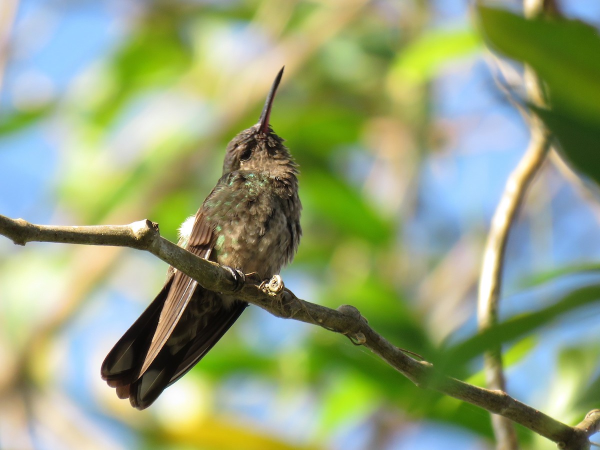 Sapphire-throated Hummingbird - ML138249731