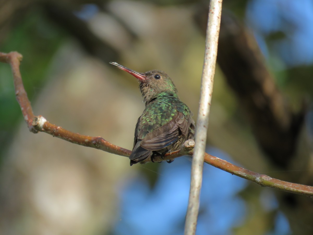 kolibřík safírovohrdlý - ML138249781