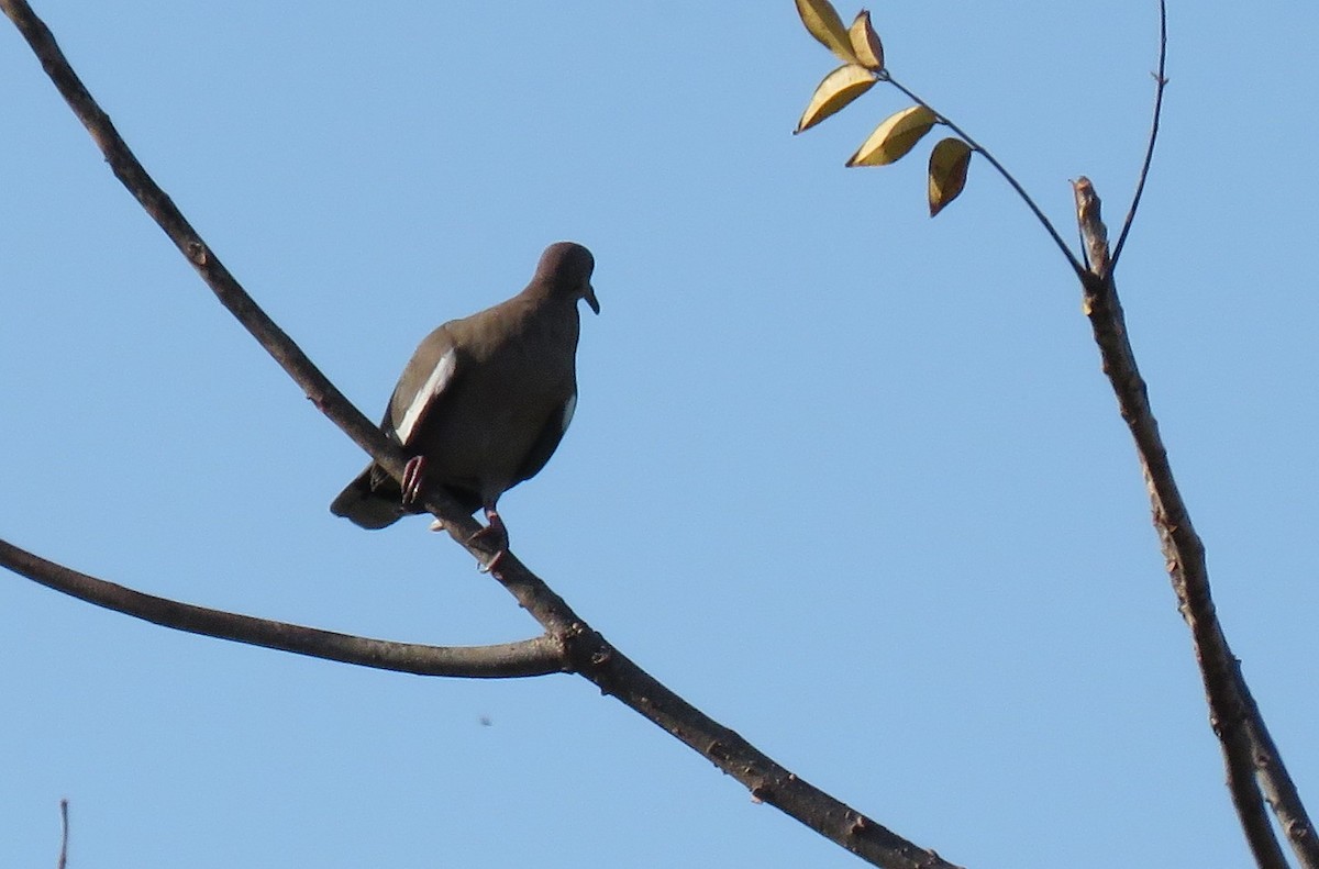 White-winged Dove - ML138249861