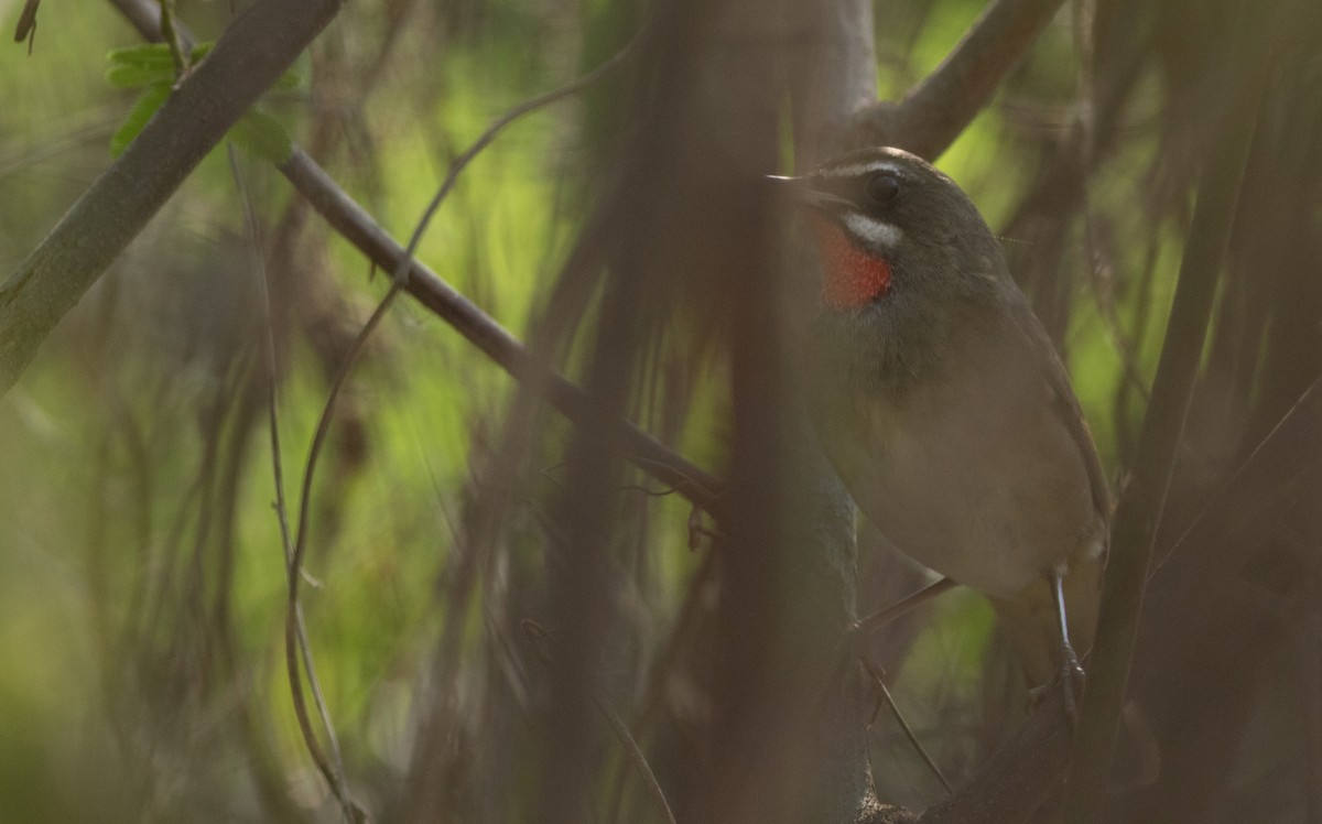 Siberian Rubythroat - ML138249921