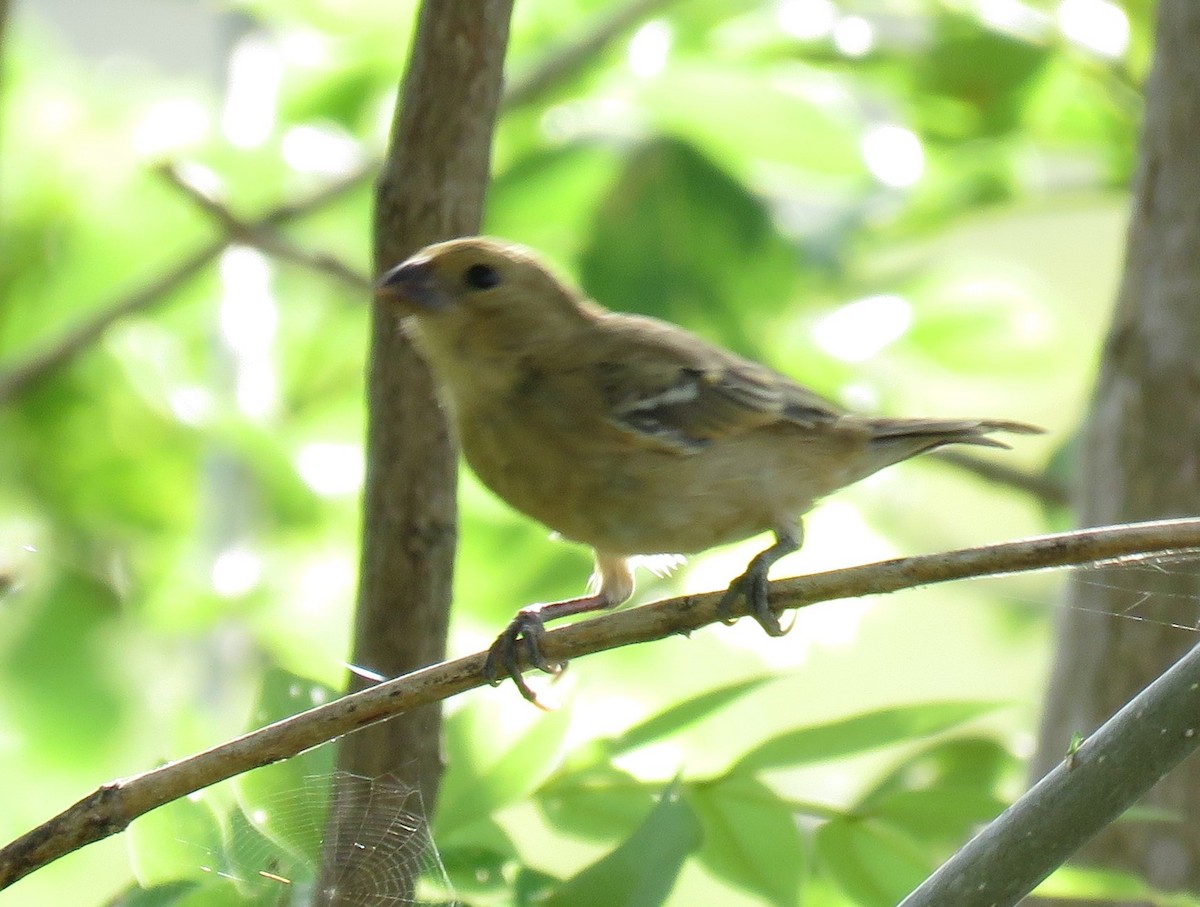 Ruddy-breasted Seedeater - ML138249961