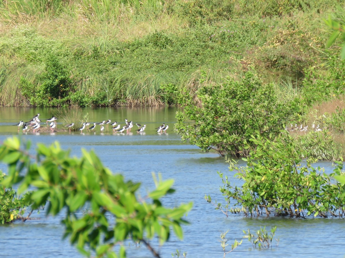 Black-necked Stilt - ML138250081