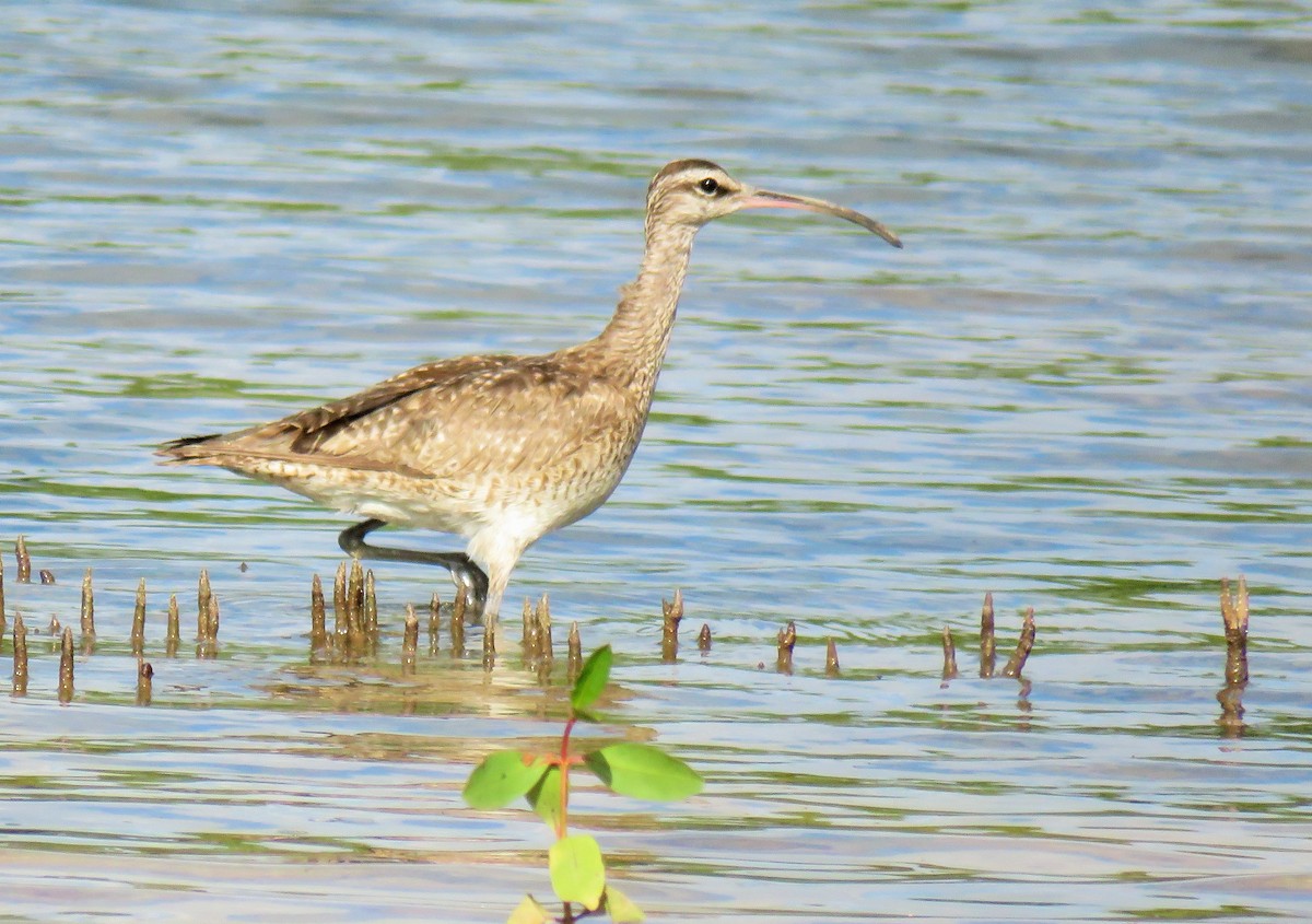 Whimbrel - ML138250141