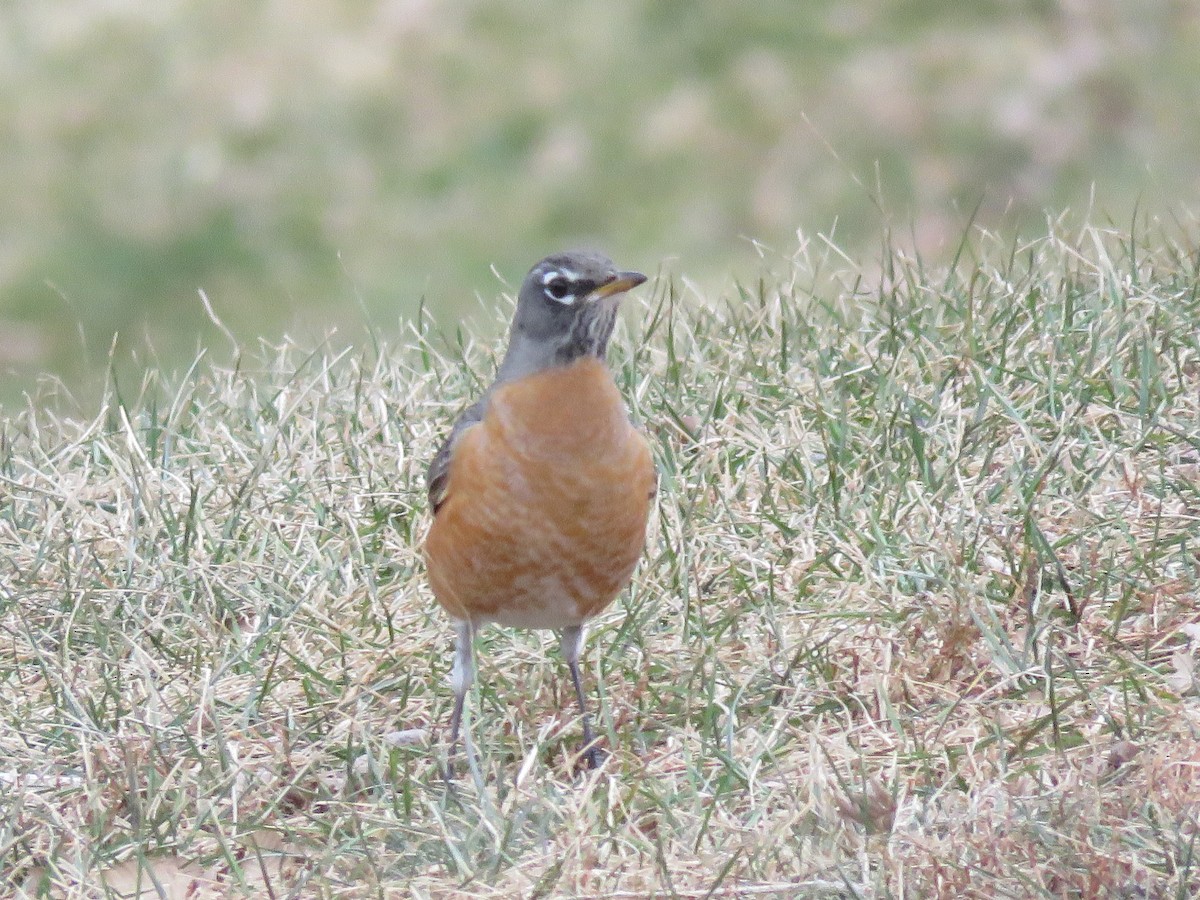 American Robin - ML138250471