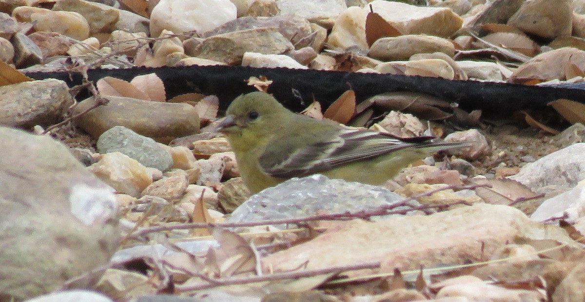 Lesser Goldfinch - ML138250521
