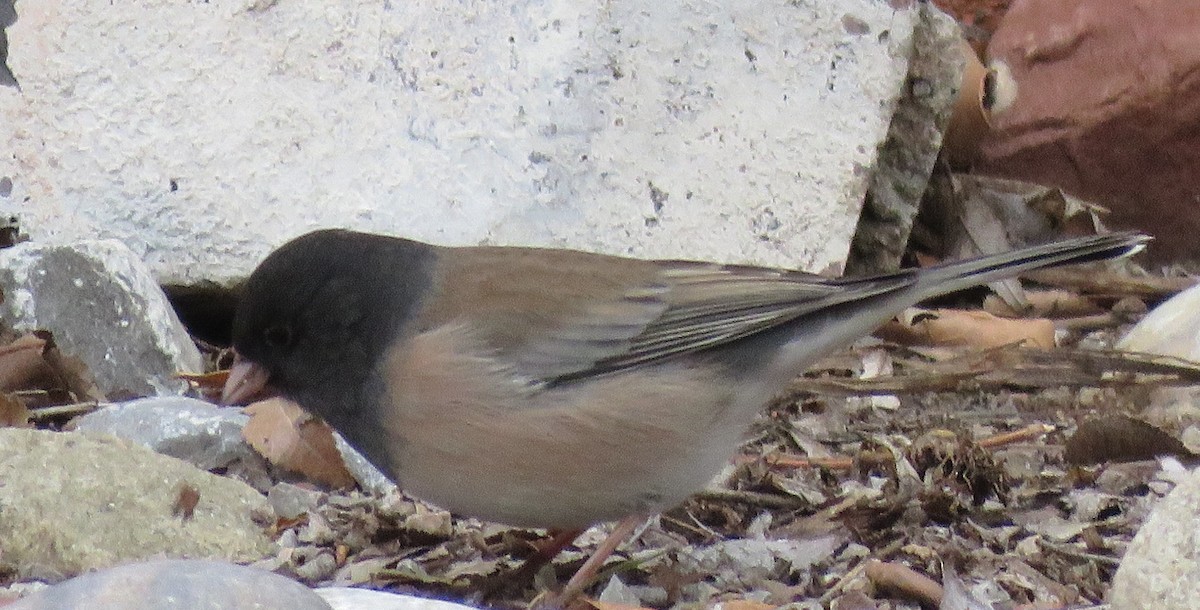 Dark-eyed Junco (Oregon) - ML138250551