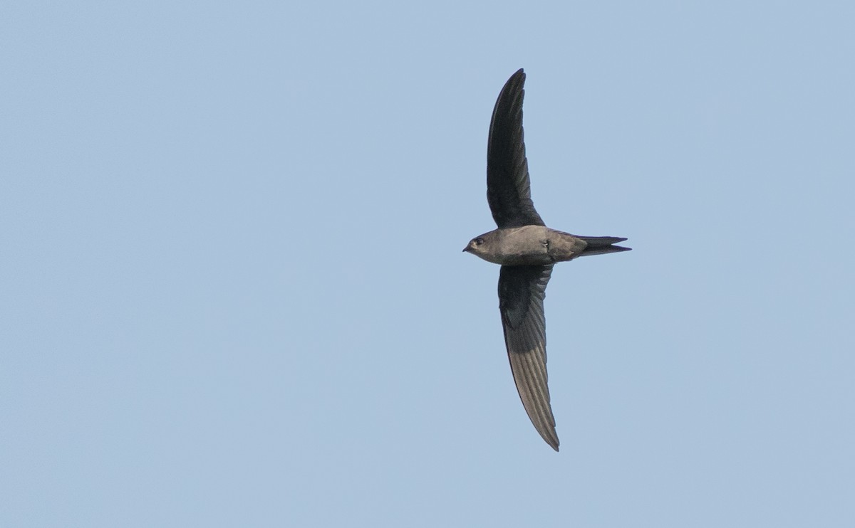 Asian Palm Swift - ML138250621