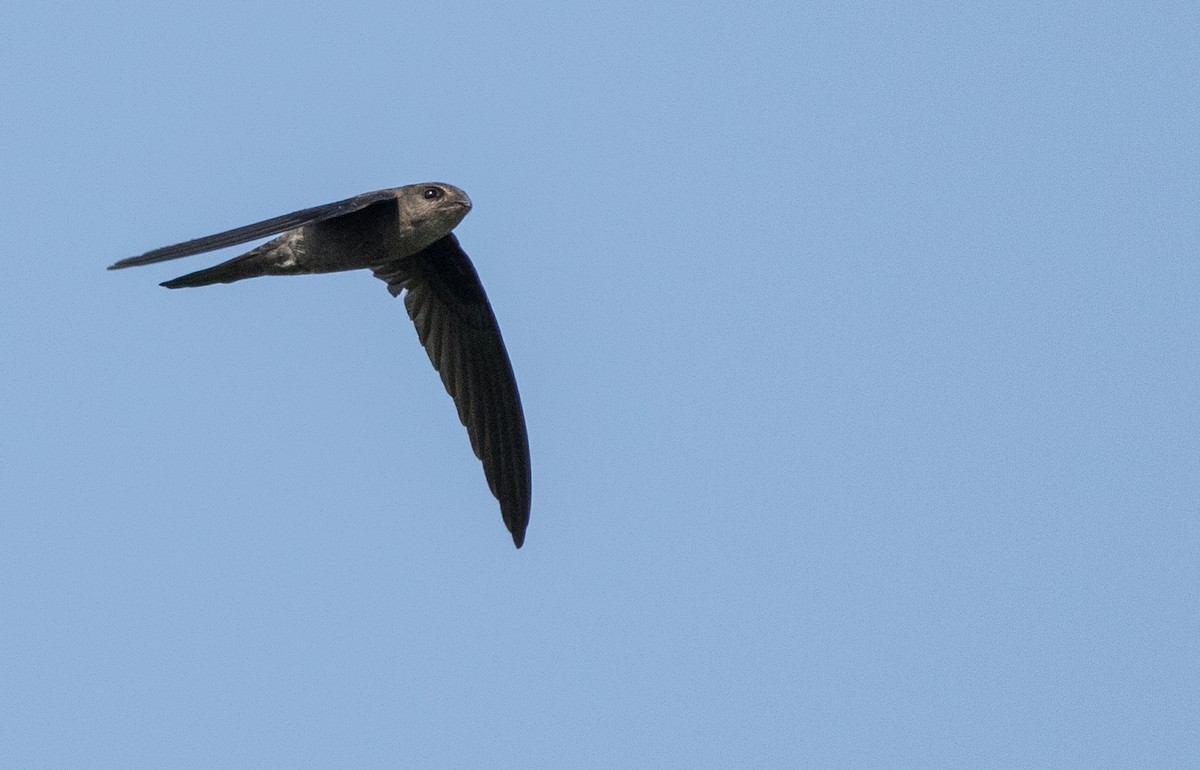 Asian Palm Swift - ML138250641