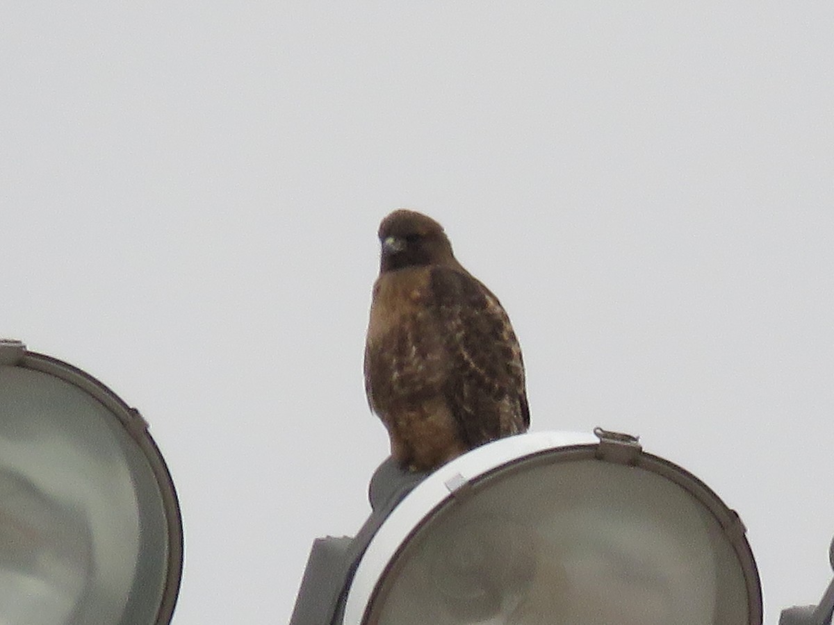 Red-tailed Hawk - ML138251751