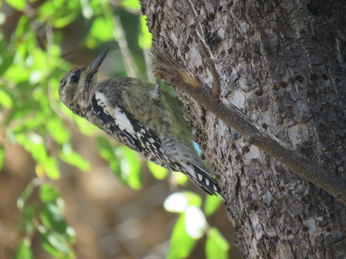 Yellow-bellied Sapsucker - Robin Gurule