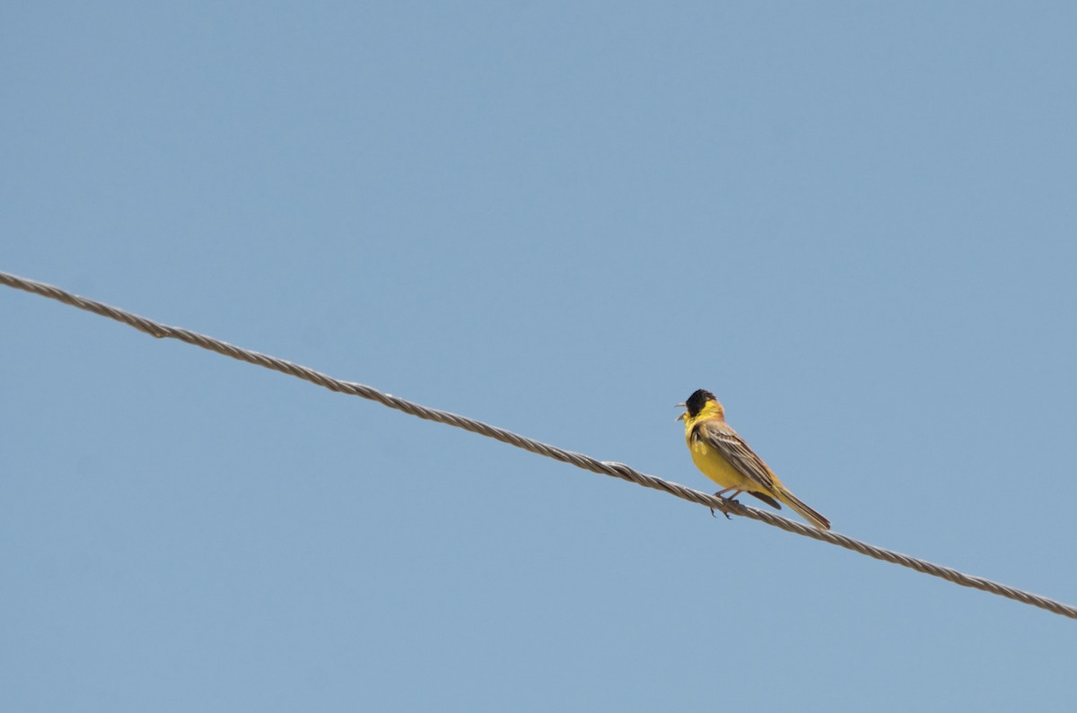 Black-headed Bunting - ML138255881