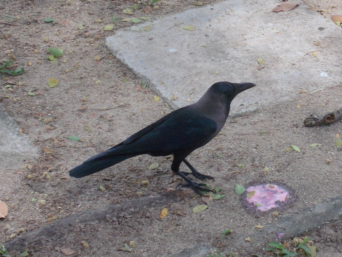 House Crow - ML138258241