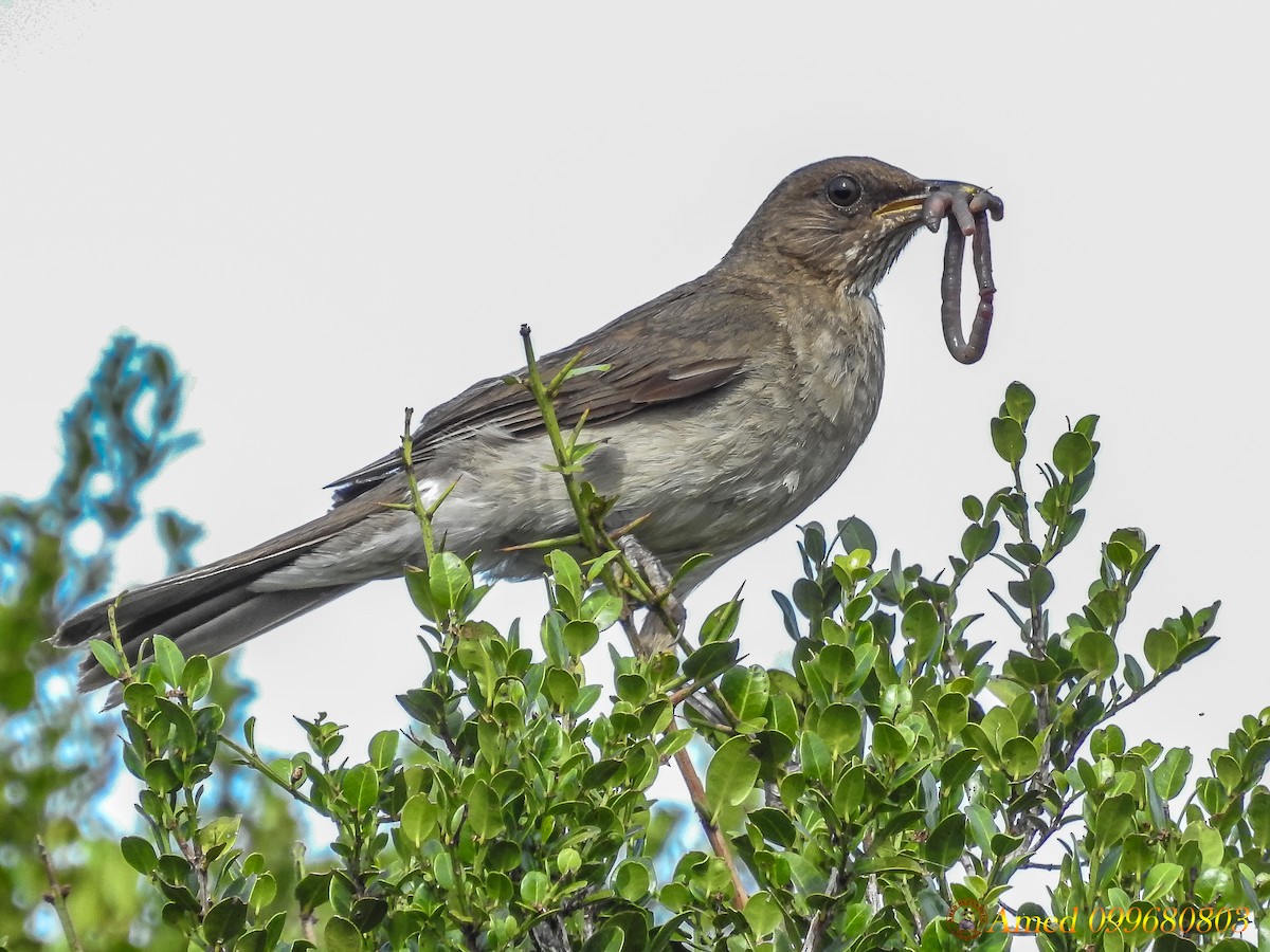 Creamy-bellied Thrush - ML138261581