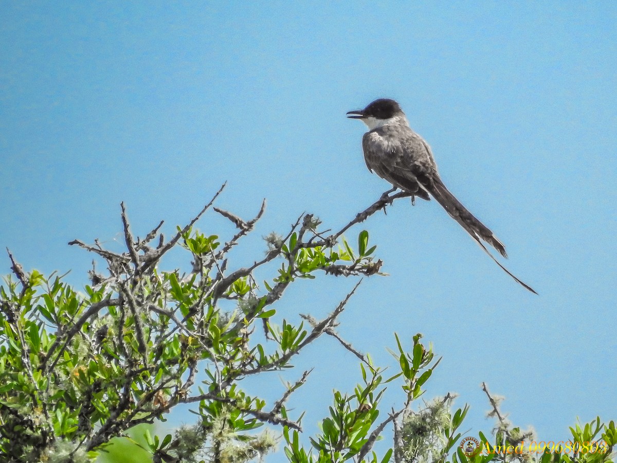 Fork-tailed Flycatcher - Amed Hernández