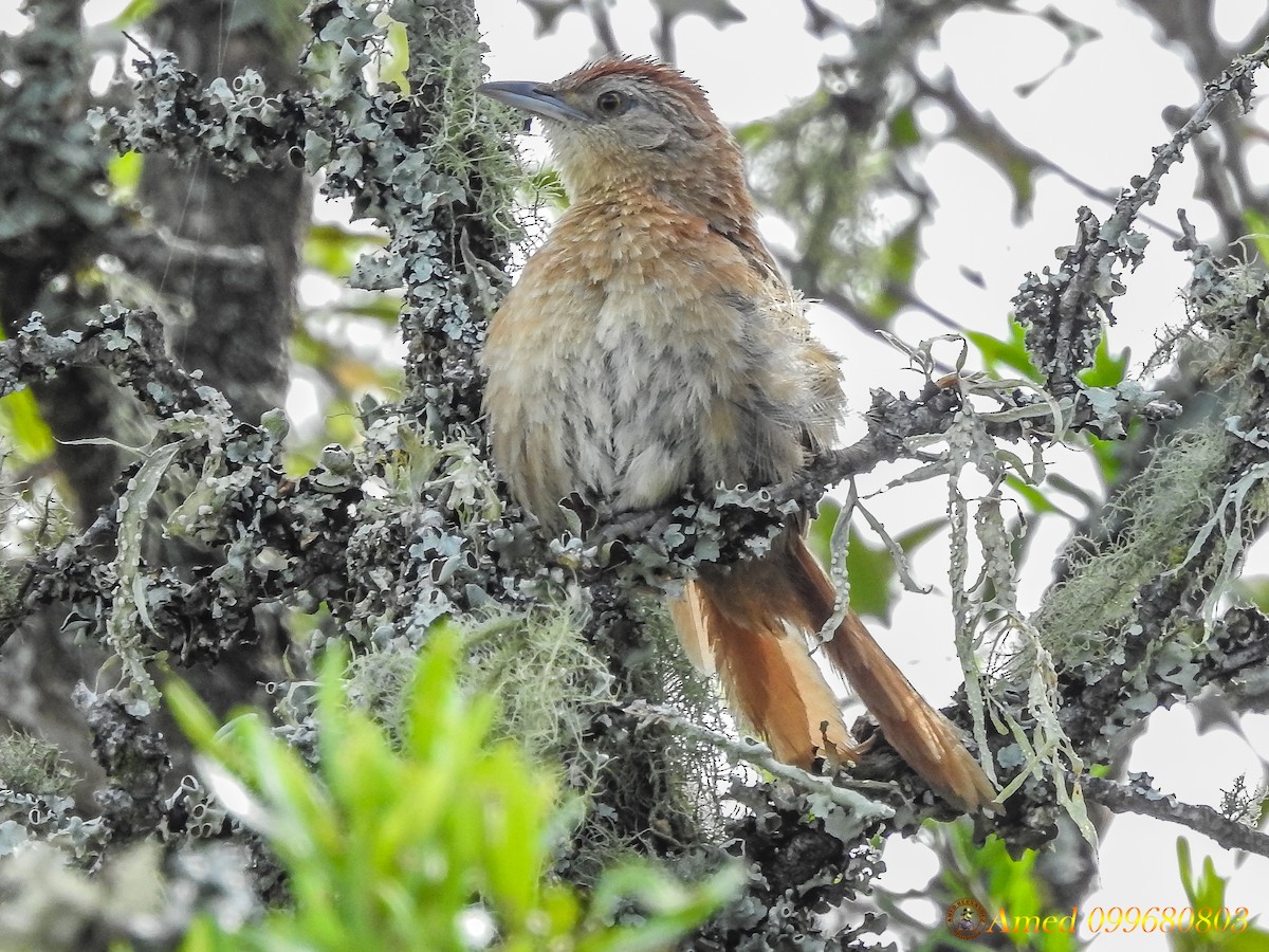 Freckle-breasted Thornbird - Amed Hernández