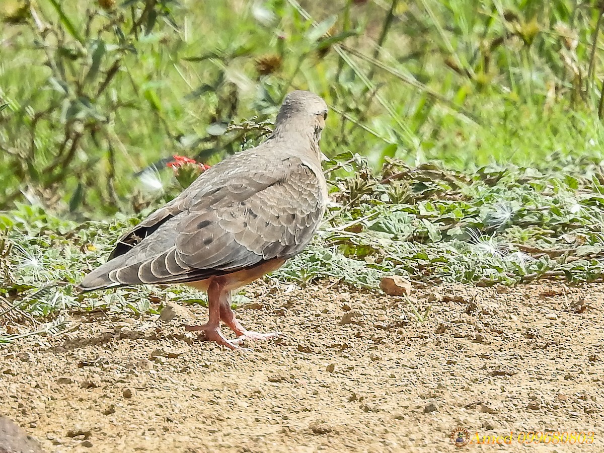 Eared Dove - Amed Hernández