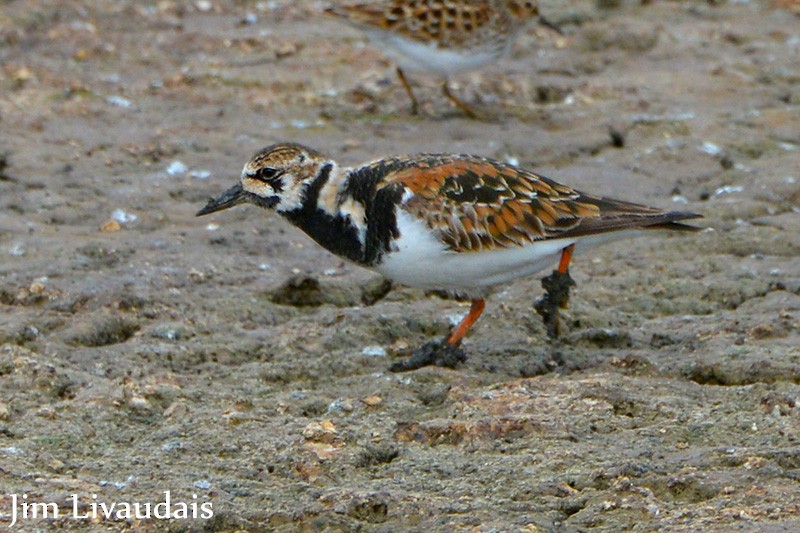 Ruddy Turnstone - ML138262051