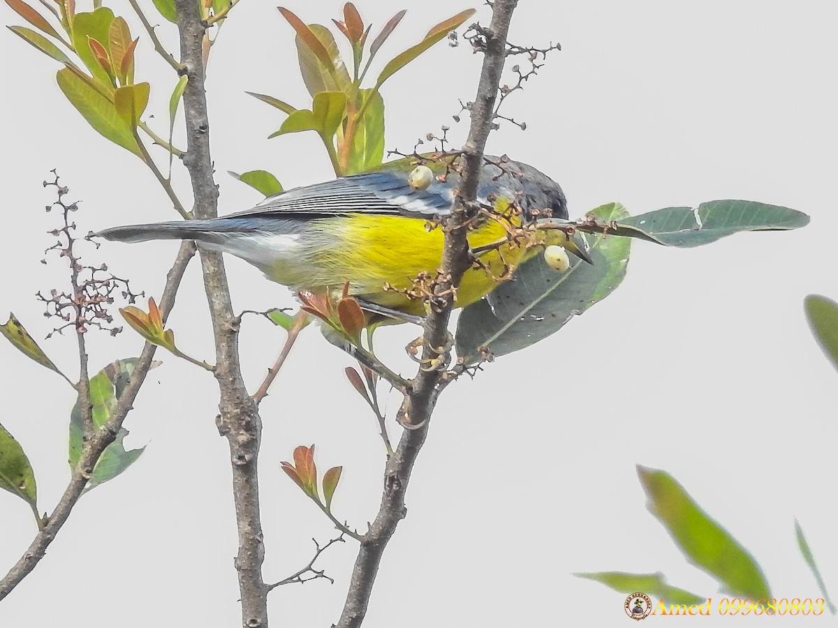 Tropical Parula - Amed Hernández