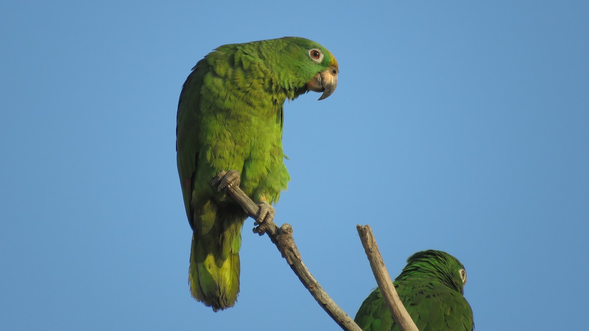 Yellow-crowned Amazon - ML138263141