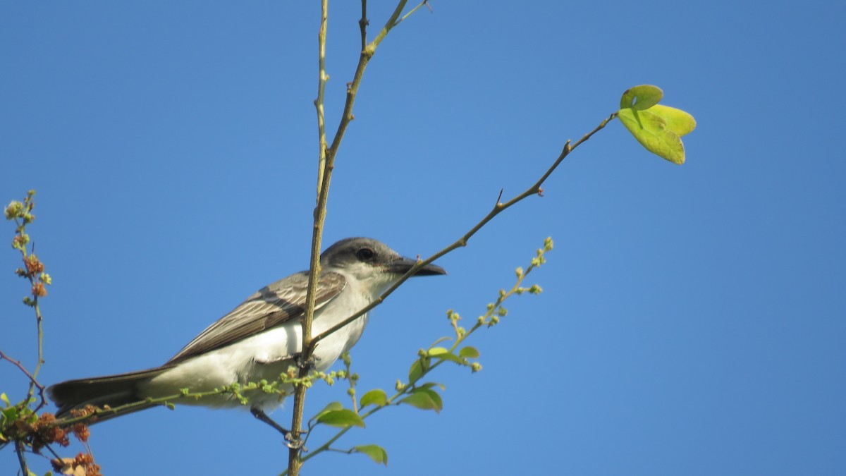 Gray Kingbird - ML138263731