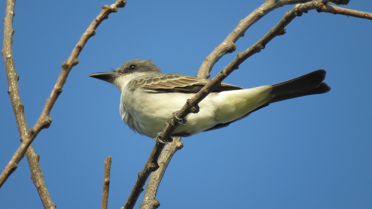 Gray Kingbird - ML138263761