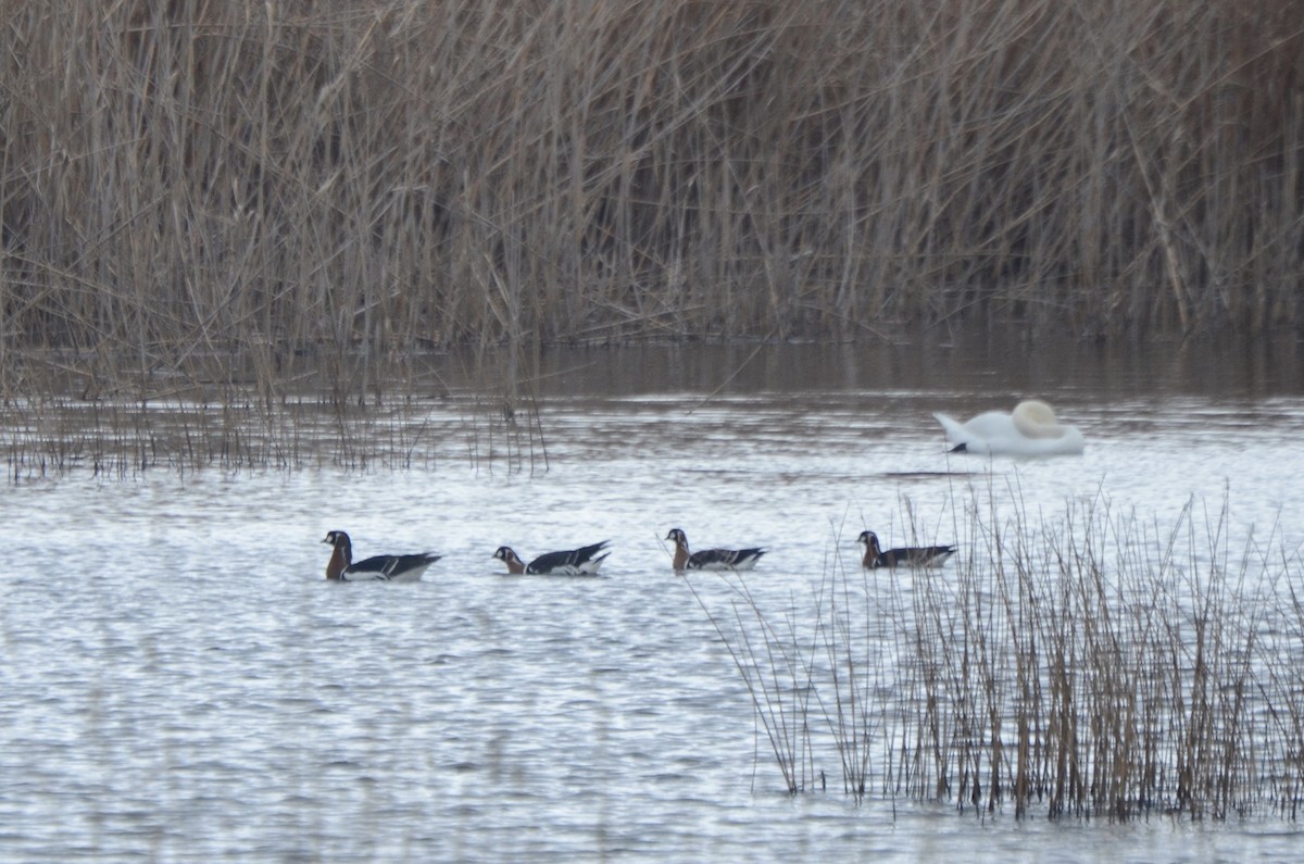 Казарка червоновола - ML138263901