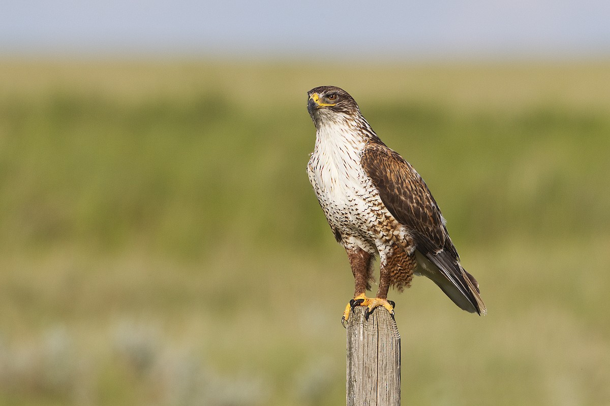 ML138264361 - Ferruginous Hawk - Macaulay Library