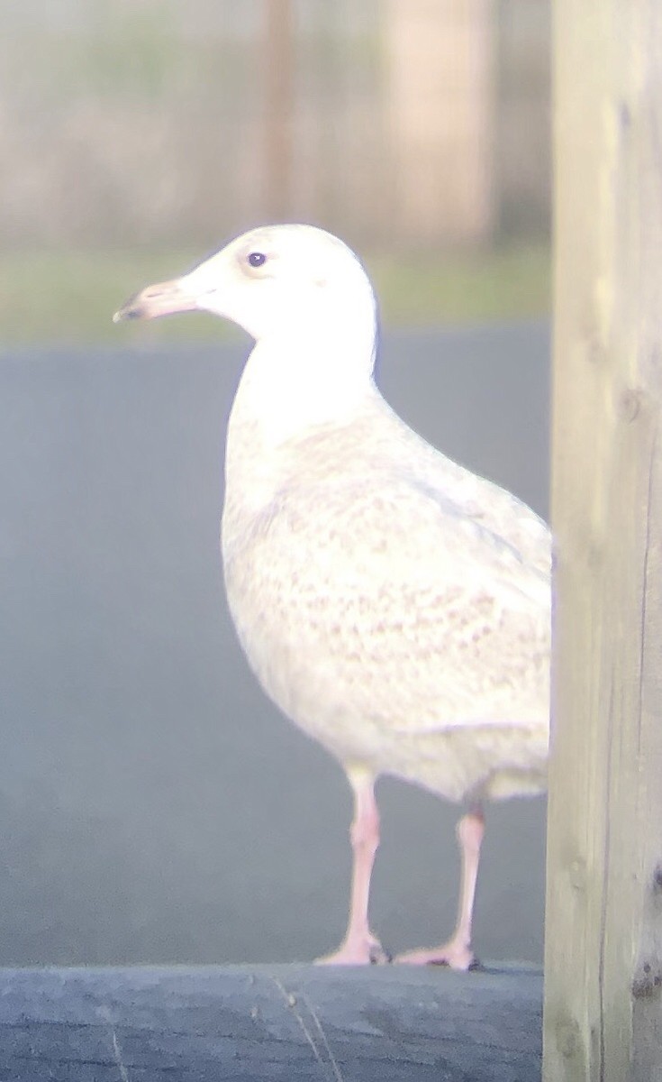Glaucous Gull - ML138264511