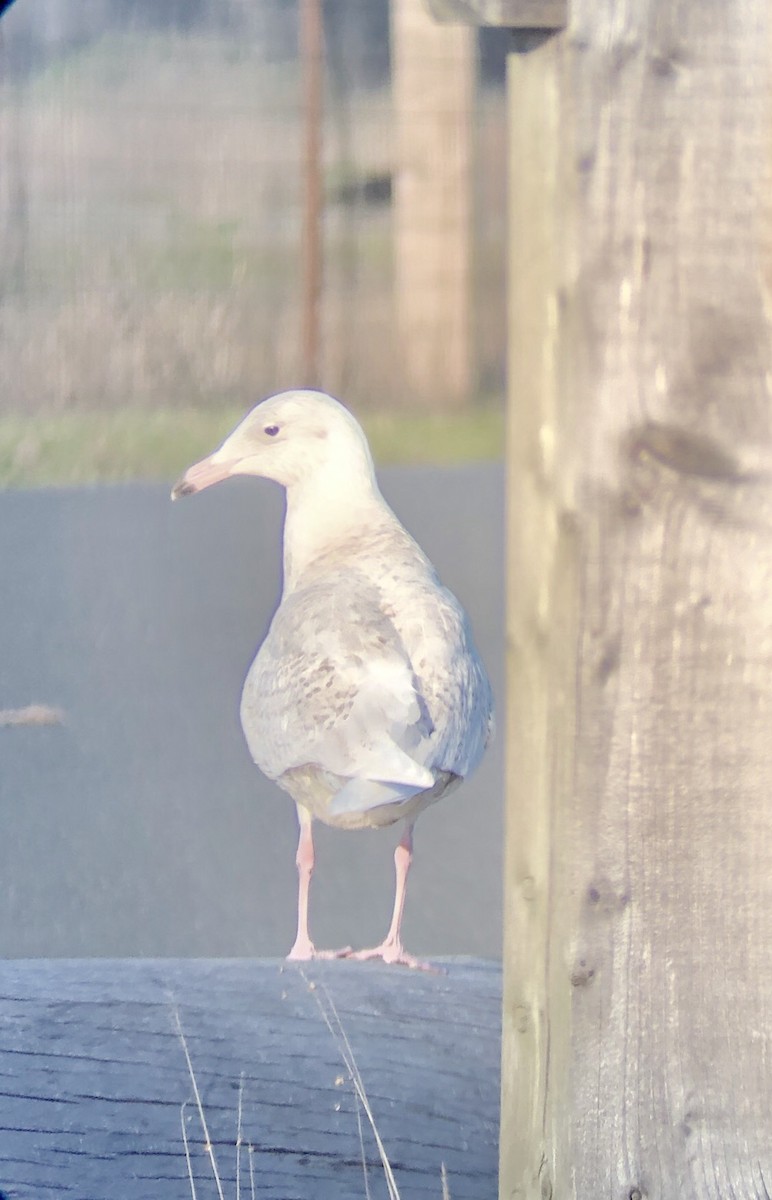 Glaucous Gull - ML138264531