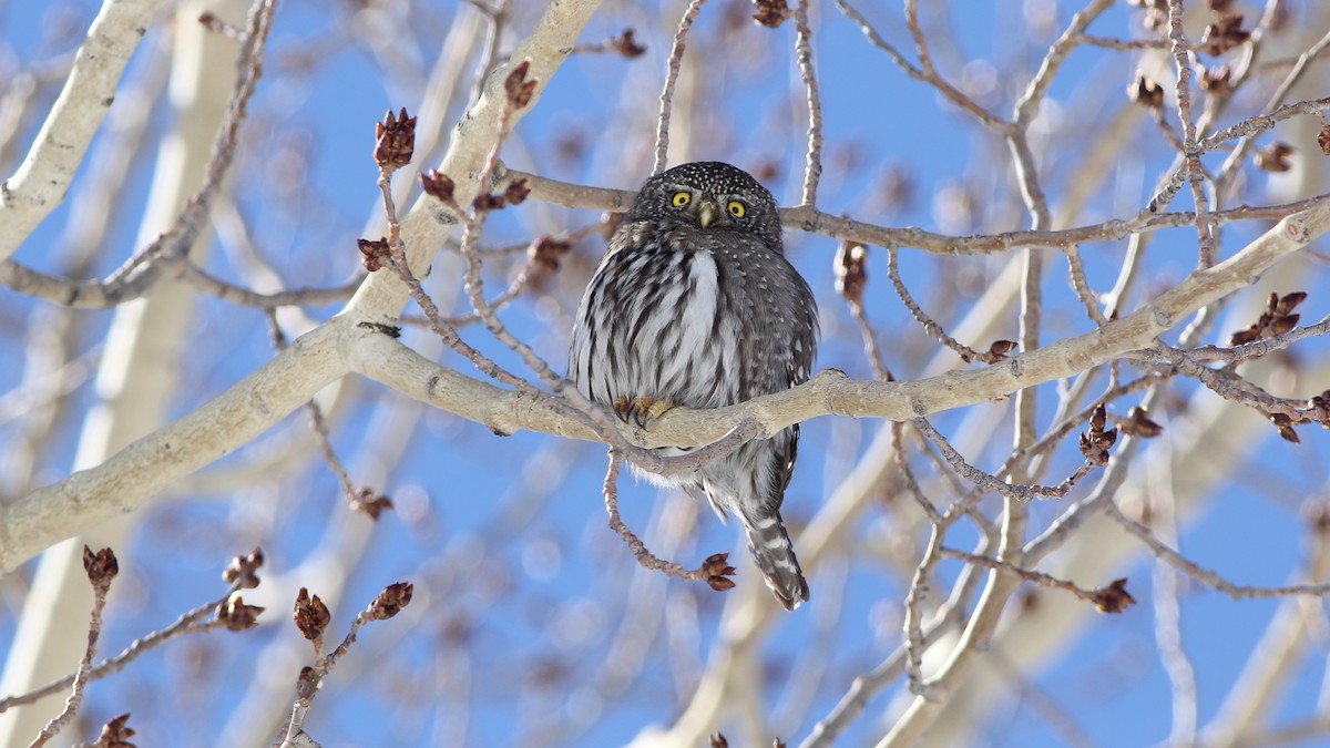 Northern Pygmy-Owl - Eric Hynes